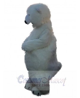 Polar Bear mascot costume